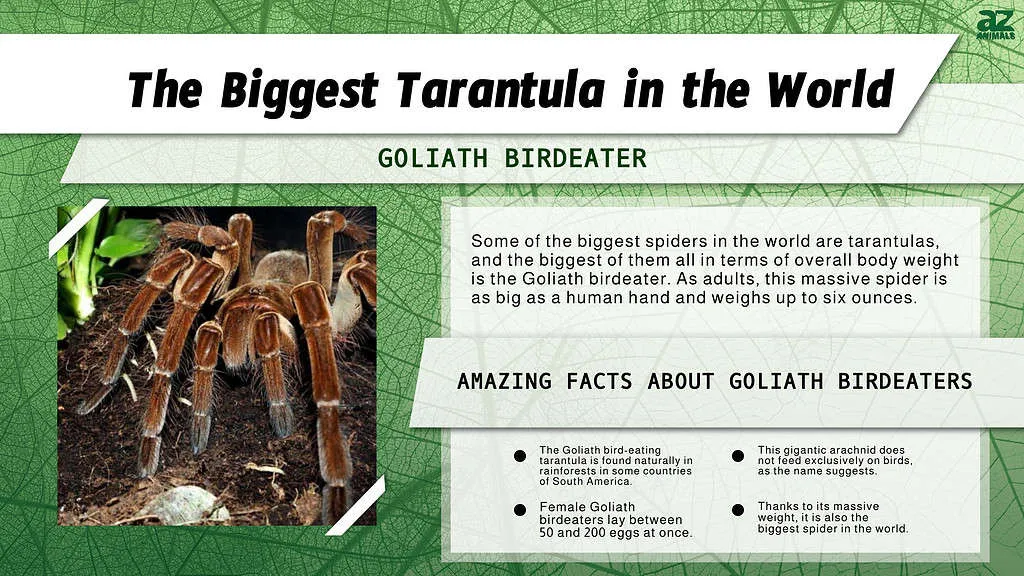 16944 tarantula habitat