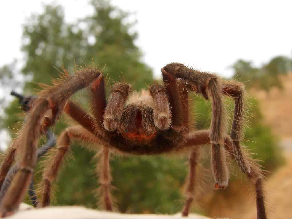 16944 versicolor tarantula