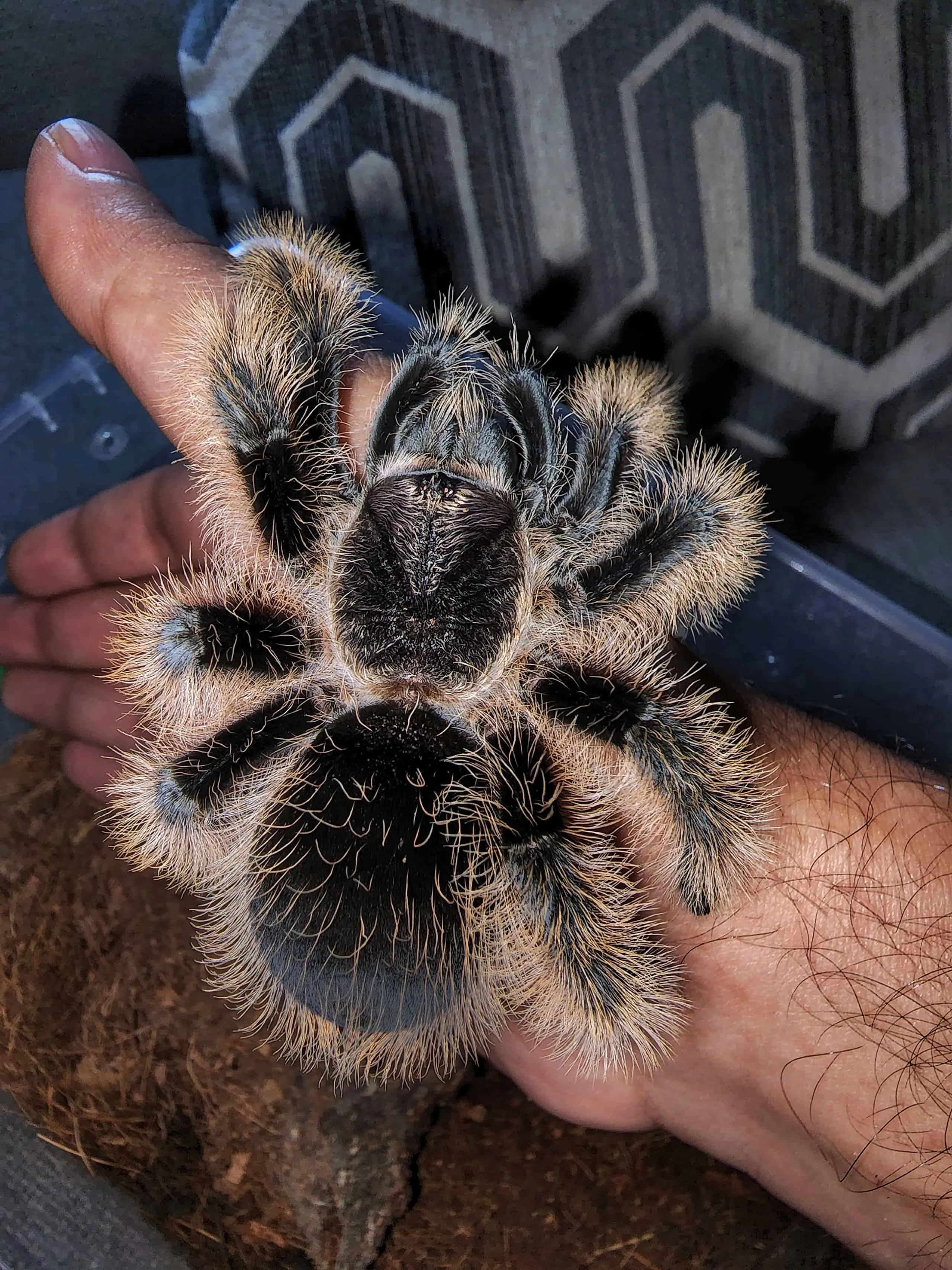 16945 mealworms for tarantulas