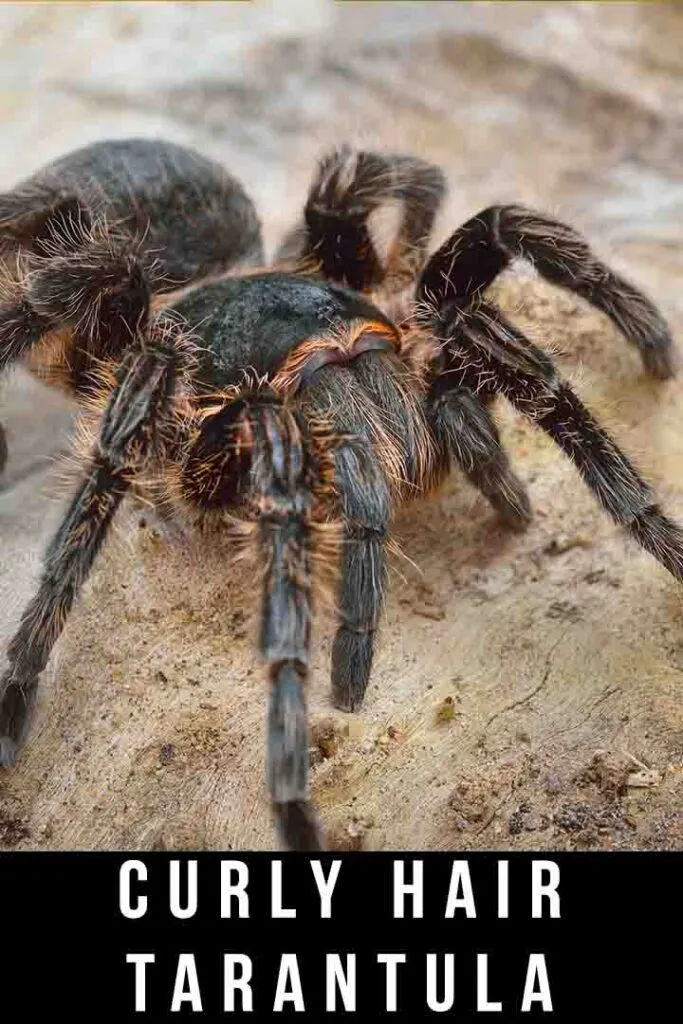 16945 superworms for tarantulas