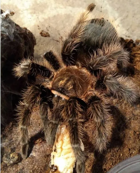 /img/16945-tarantula-drinking-water.webp