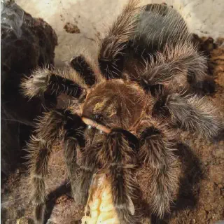 /img/16945-tarantula-drinking-water.webp