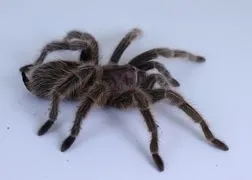 16946 dehydrated tarantula