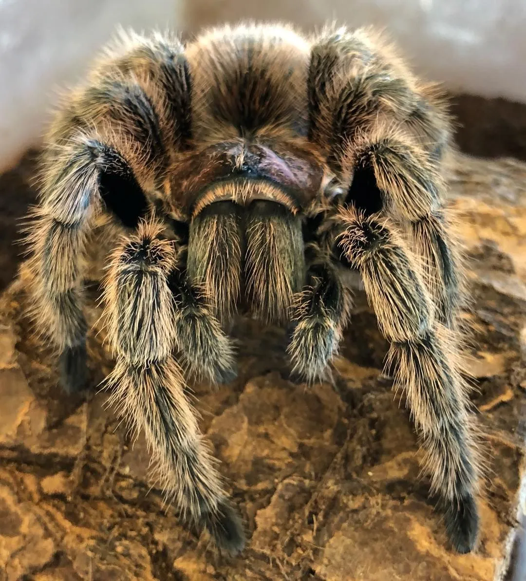16946 flipping tarantula