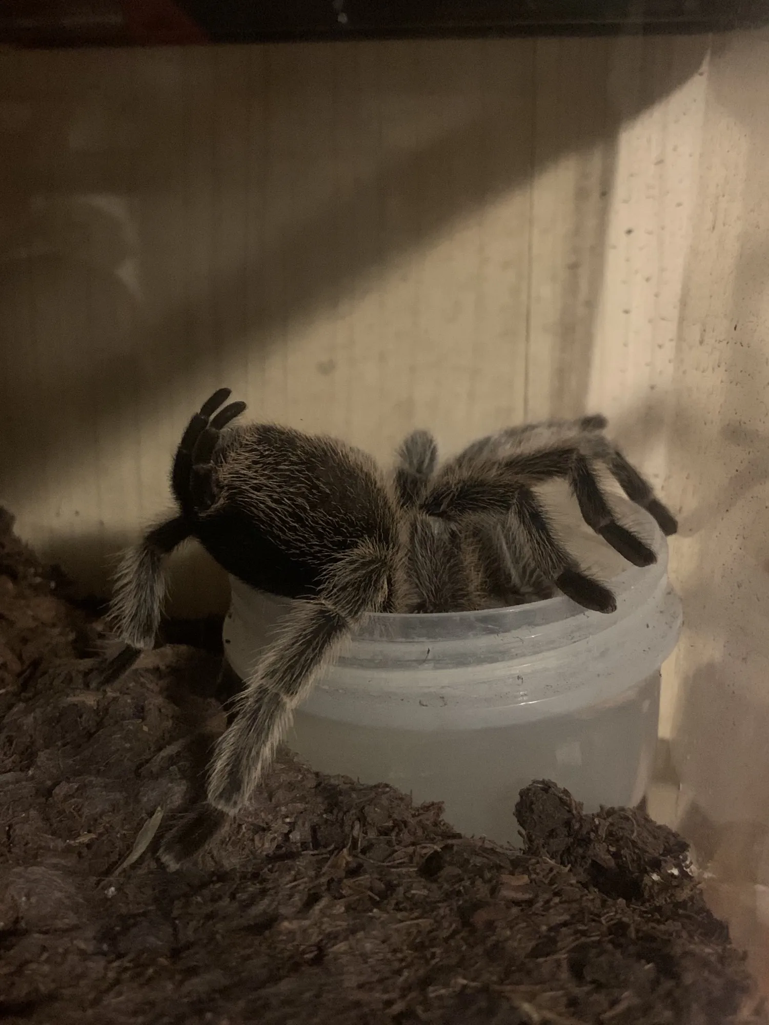 16946 healthy rose hair tarantula