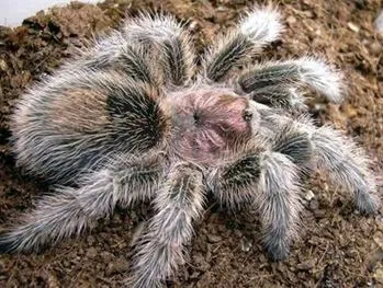 16946 rose hair tarantula upside down 1