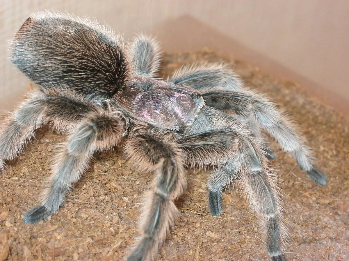 16946 tarantula enclosure