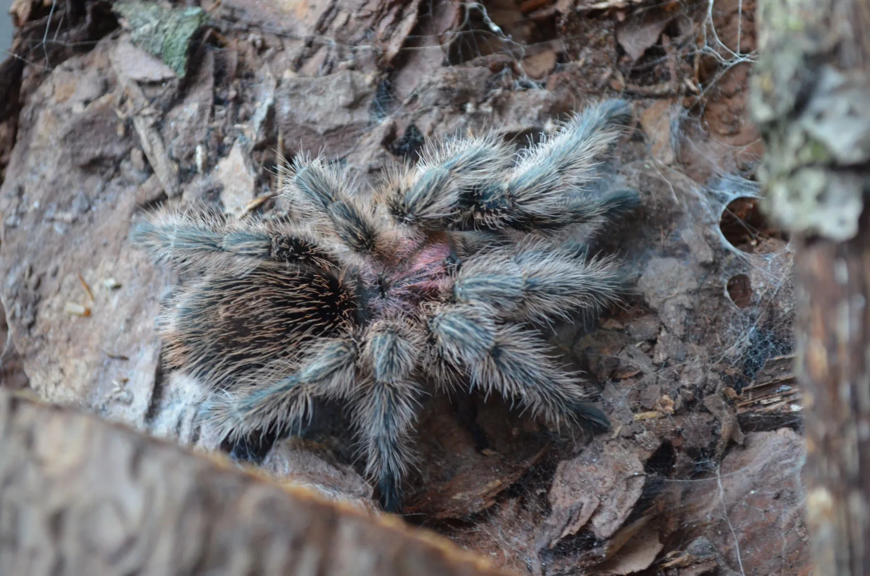 16946 tarantula molting