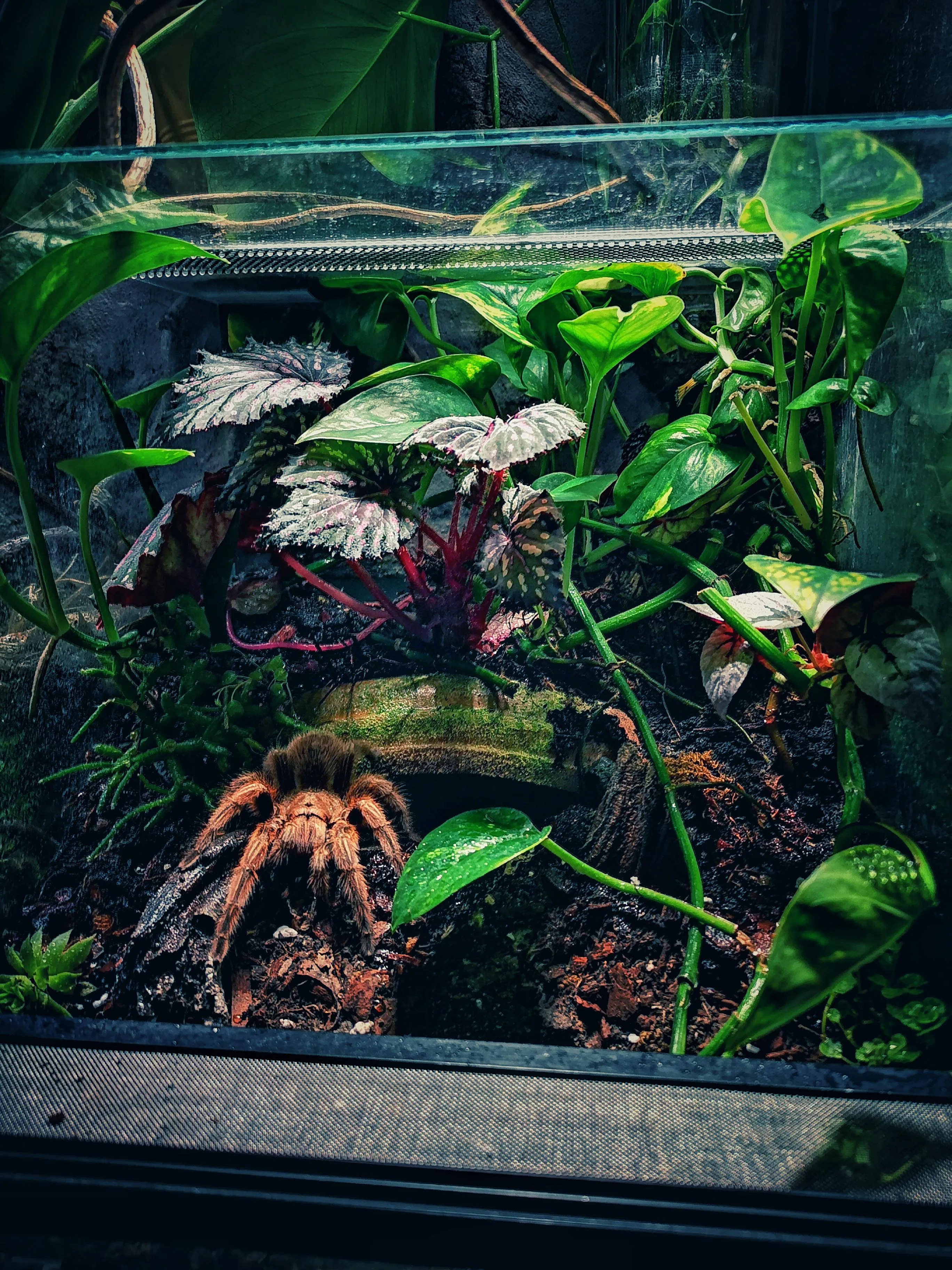 /img/16946-tarantula-observation.webp