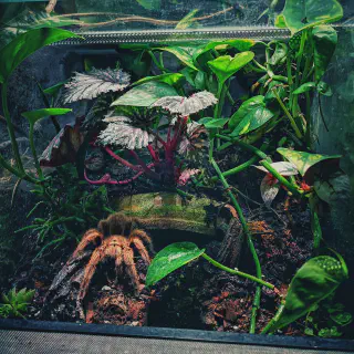 /img/16946-tarantula-observation.webp