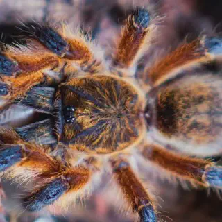 /img/16947-blue-leg-tarantula-feeding-closeup.webp