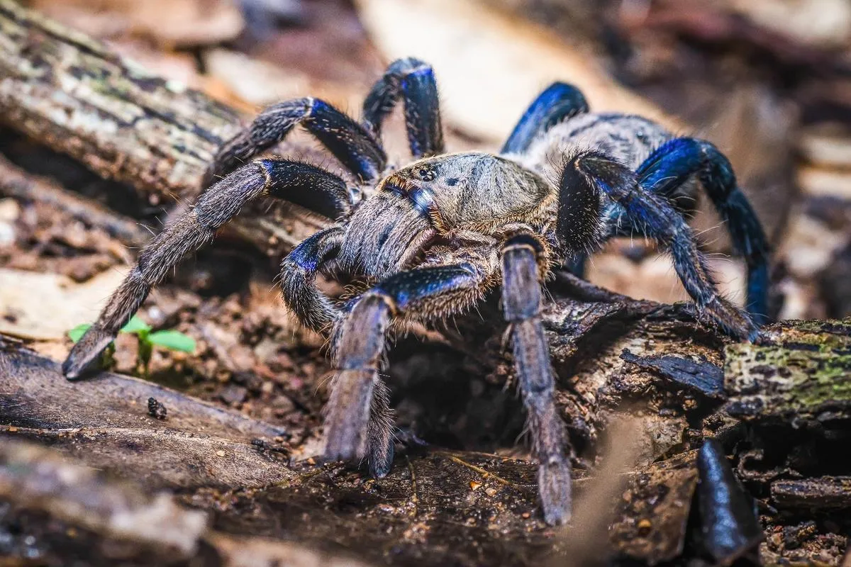 16947 blue leg tarantula habitat