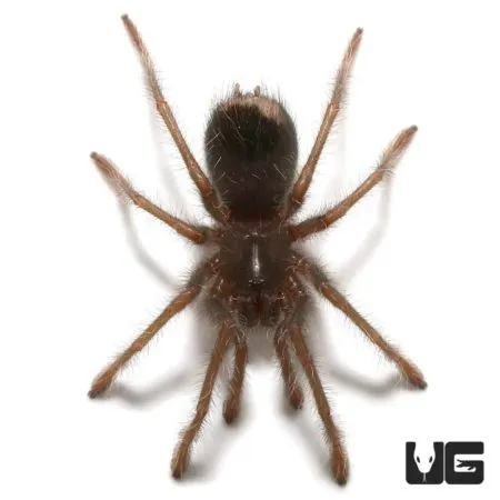 16947 blue leg tarantula handling