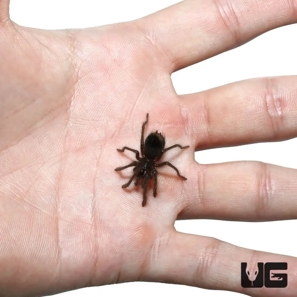 16947 blue leg tarantula health