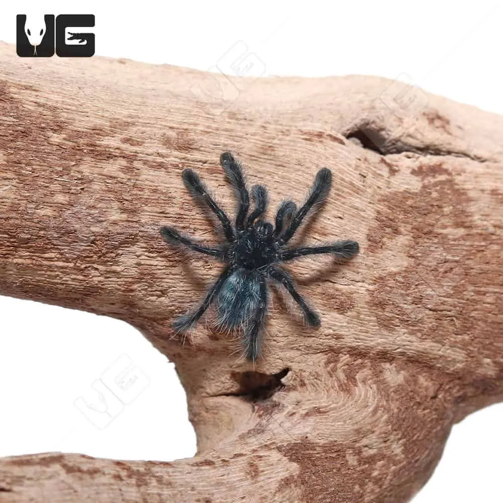 16948 cleaning tarantula bite