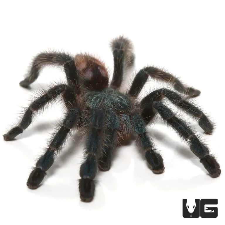 /img/16948-safe-tarantula-enclosure.webp