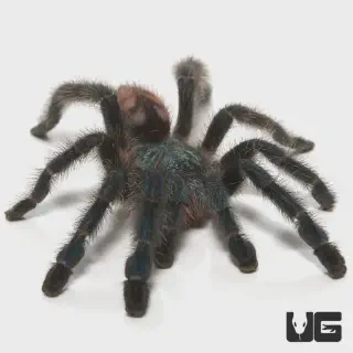 /img/16948-safe-tarantula-enclosure.webp
