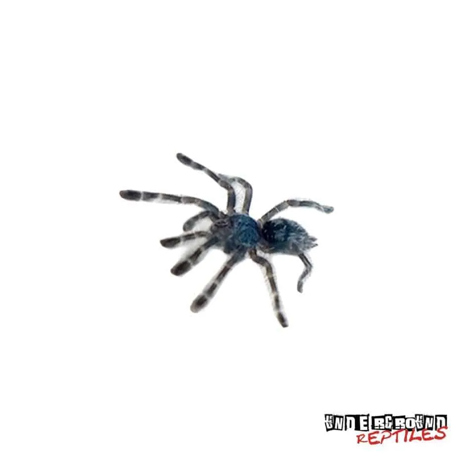 16948 tarantula bite symptoms
