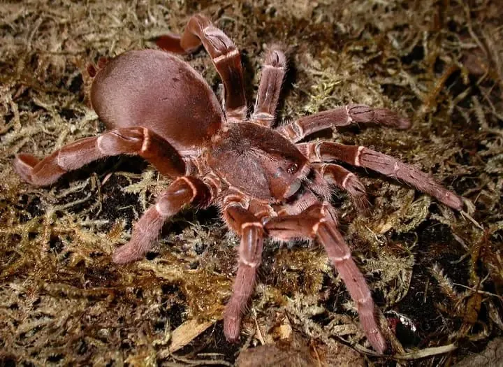 16949 king baboon tarantula sling 2