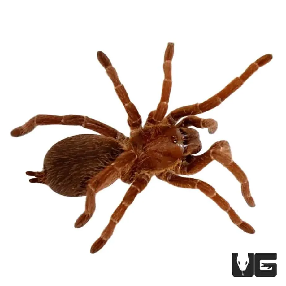 16949 king baboon tarantula sling 3