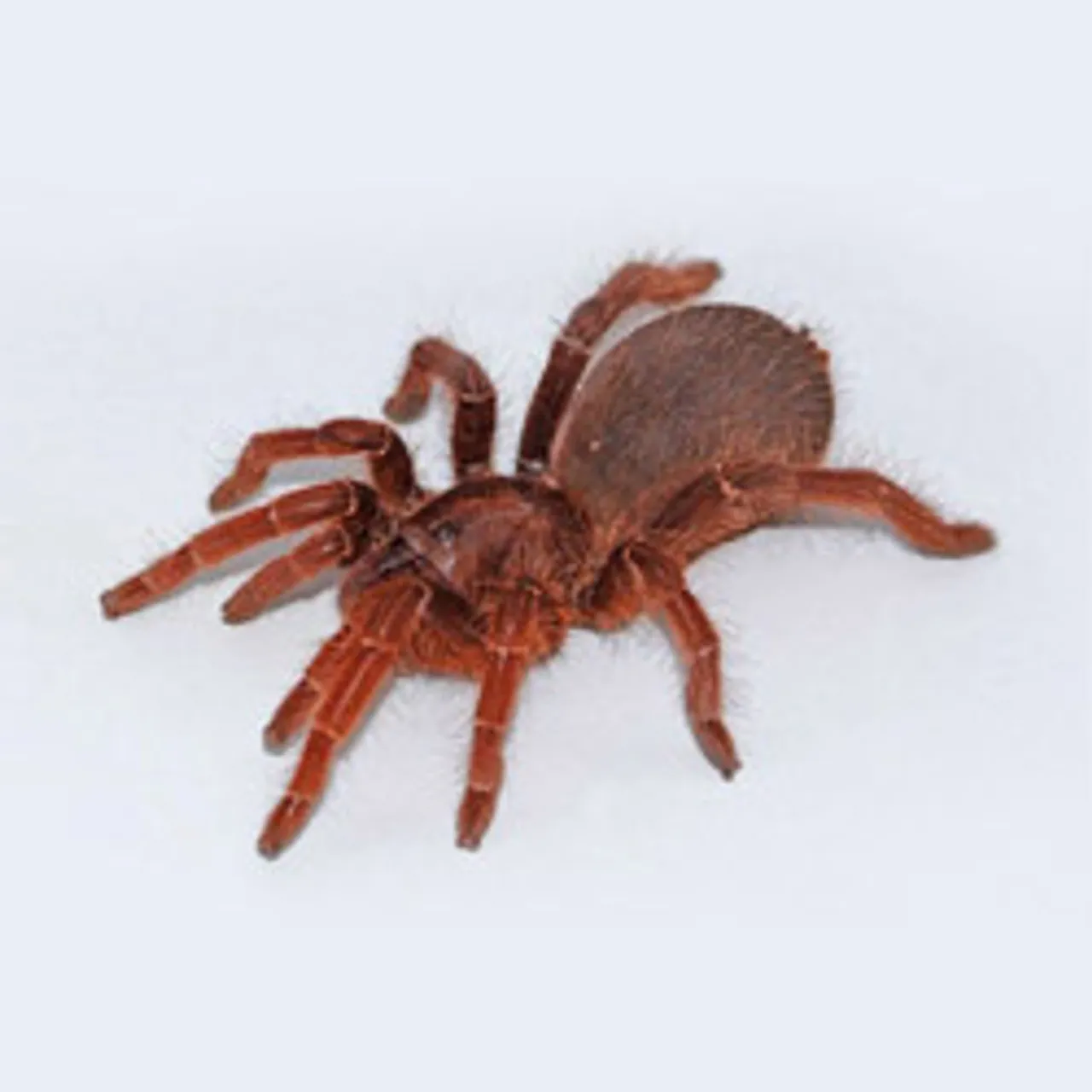 16949 king baboon tarantula sling 4