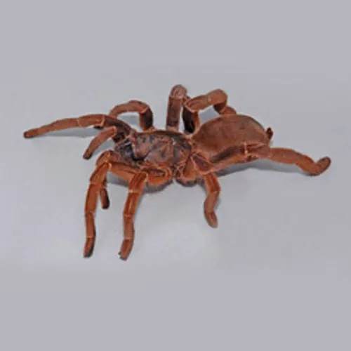 16949 king baboon tarantula sling 5