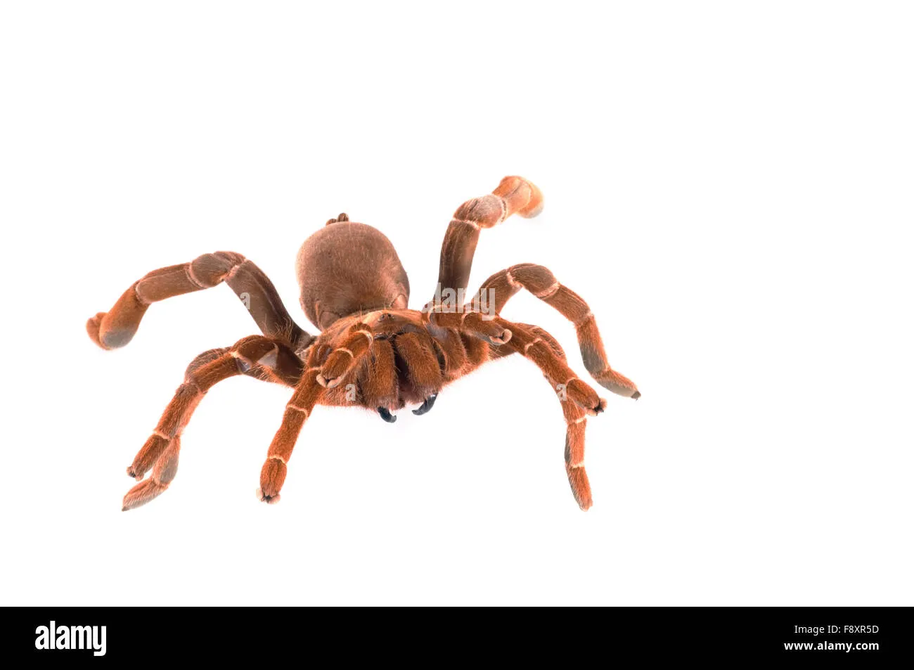 16949 king baboon tarantula sling 6