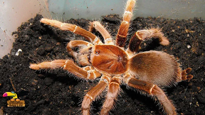 /img/16949-king-baboon-tarantula-sling-7.webp