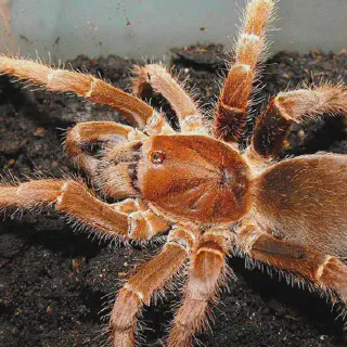 /img/16949-king-baboon-tarantula-sling-7.webp