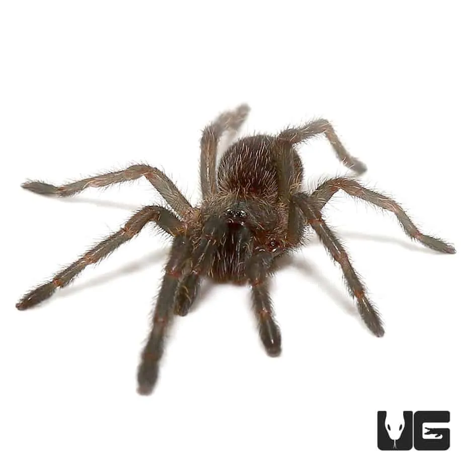 16951 kaeng krachan tarantula enclosure