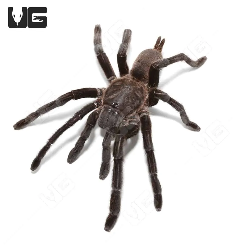 16951 kaeng krachan tarantula feeding