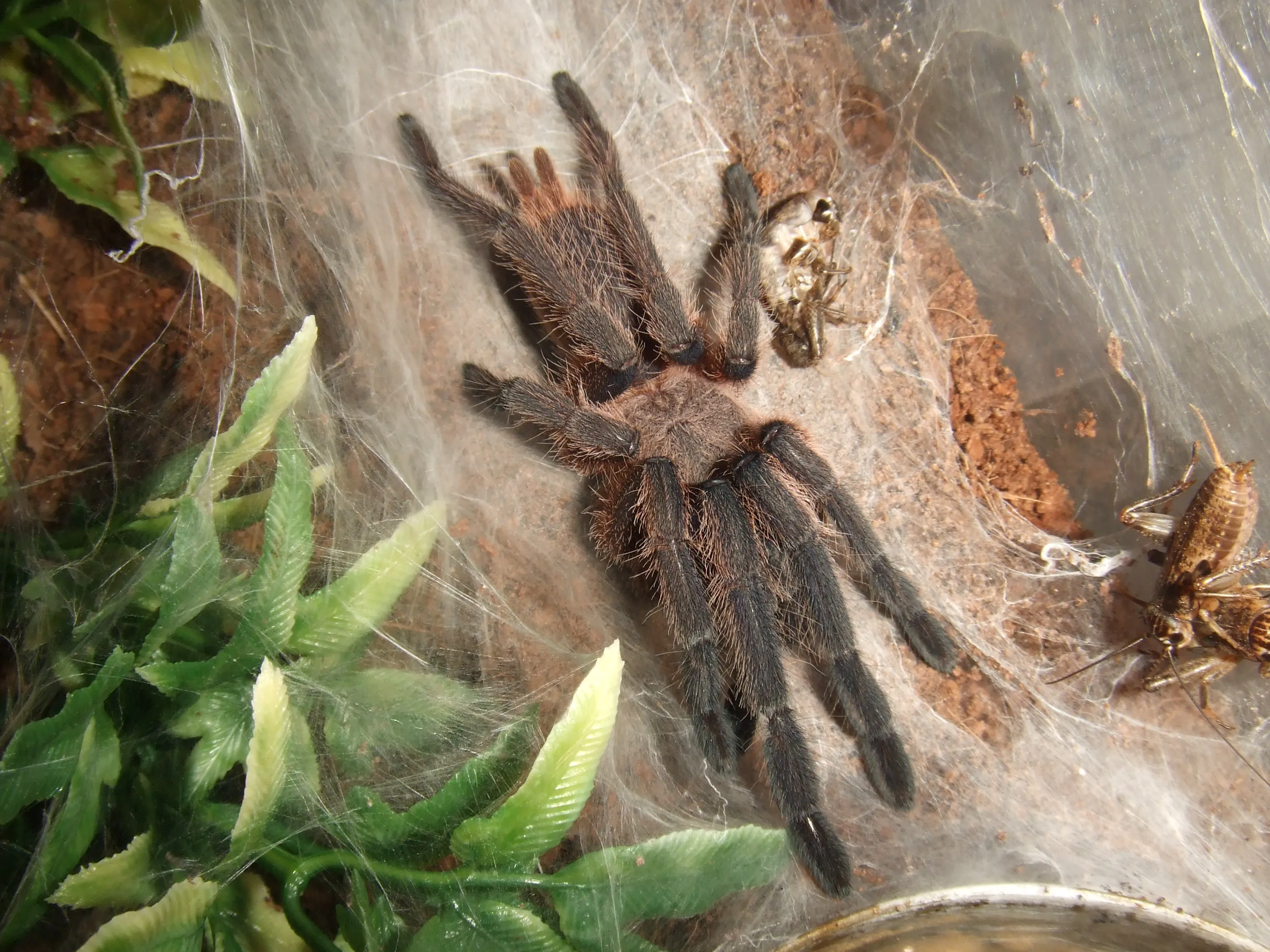 16951 kaeng krachan tarantula habitat