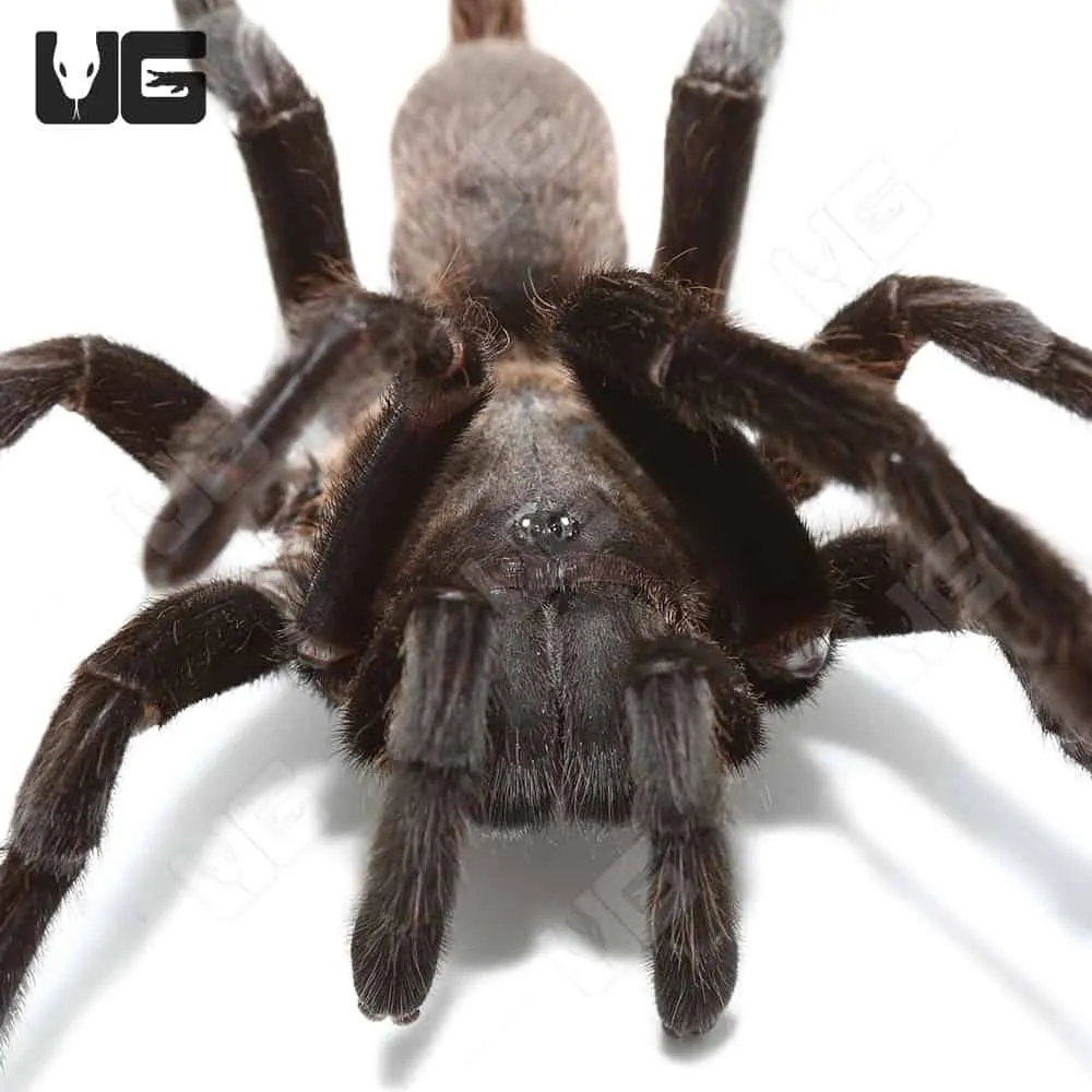 16951 kaeng krachan tarantula handling