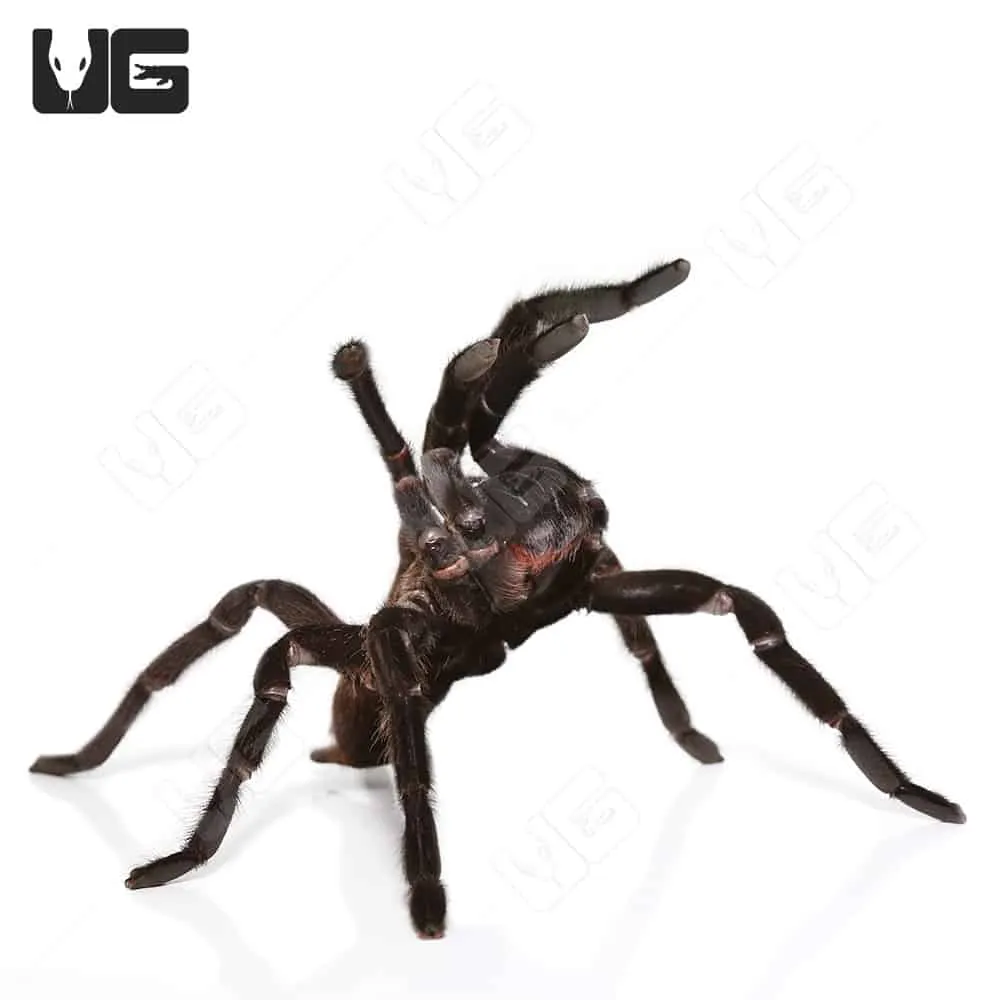 /img/16951-kaeng-krachan-tarantula-health.webp
