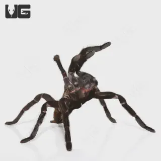 /img/16951-kaeng-krachan-tarantula-health.webp