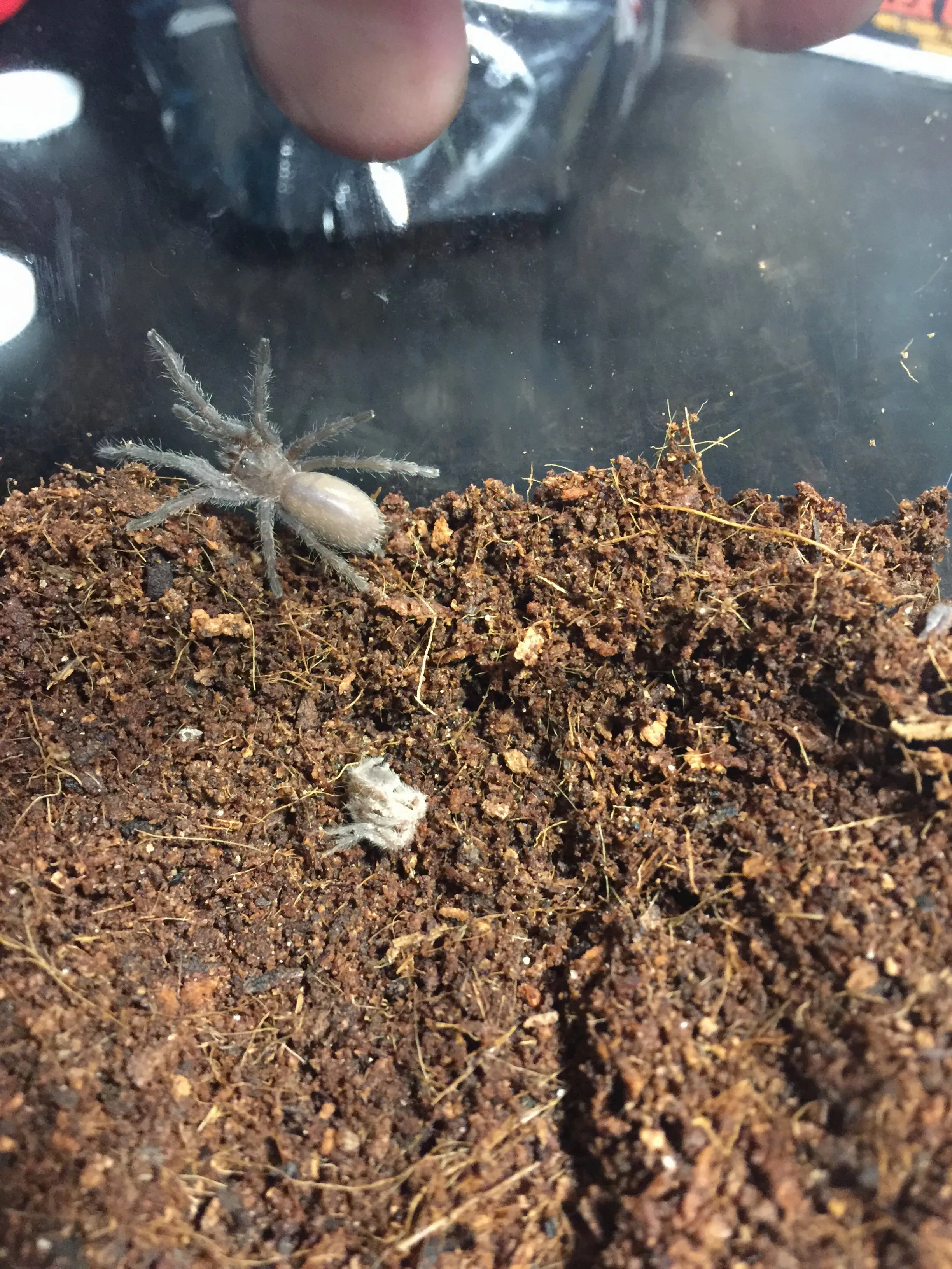 16951 kaeng krachan tarantula overview