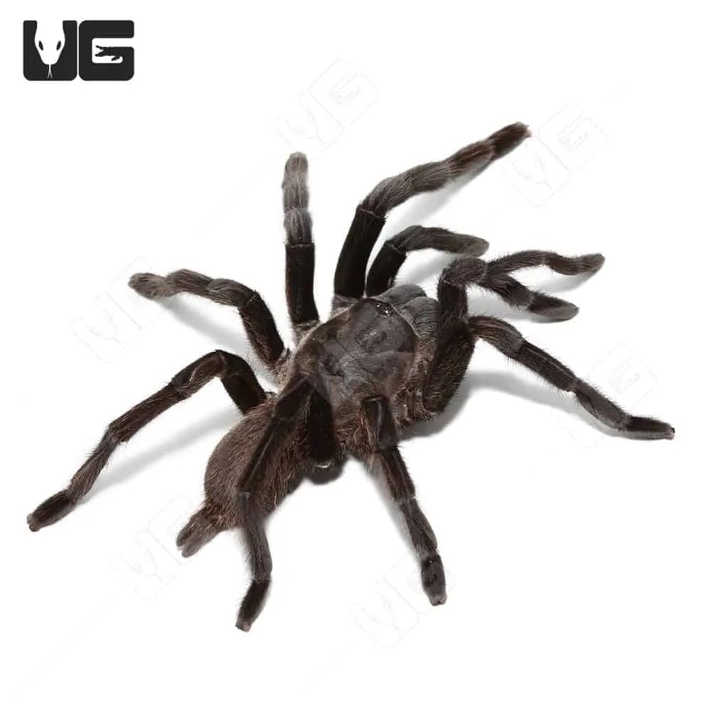 16951 kaeng krachan tarantula substrate