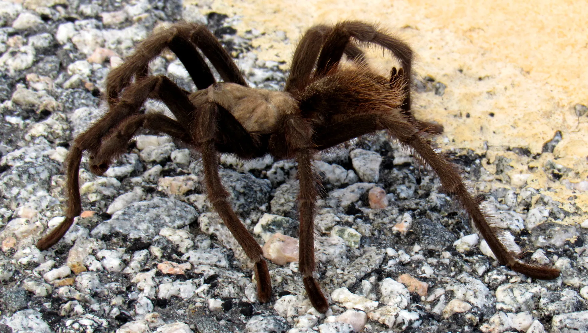 16952 tarantula chromosome