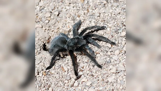 /img/16952-tarantula-conservation.webp