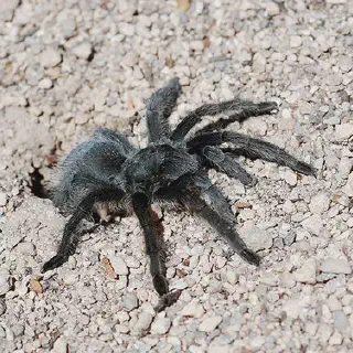 /img/16952-tarantula-conservation.webp