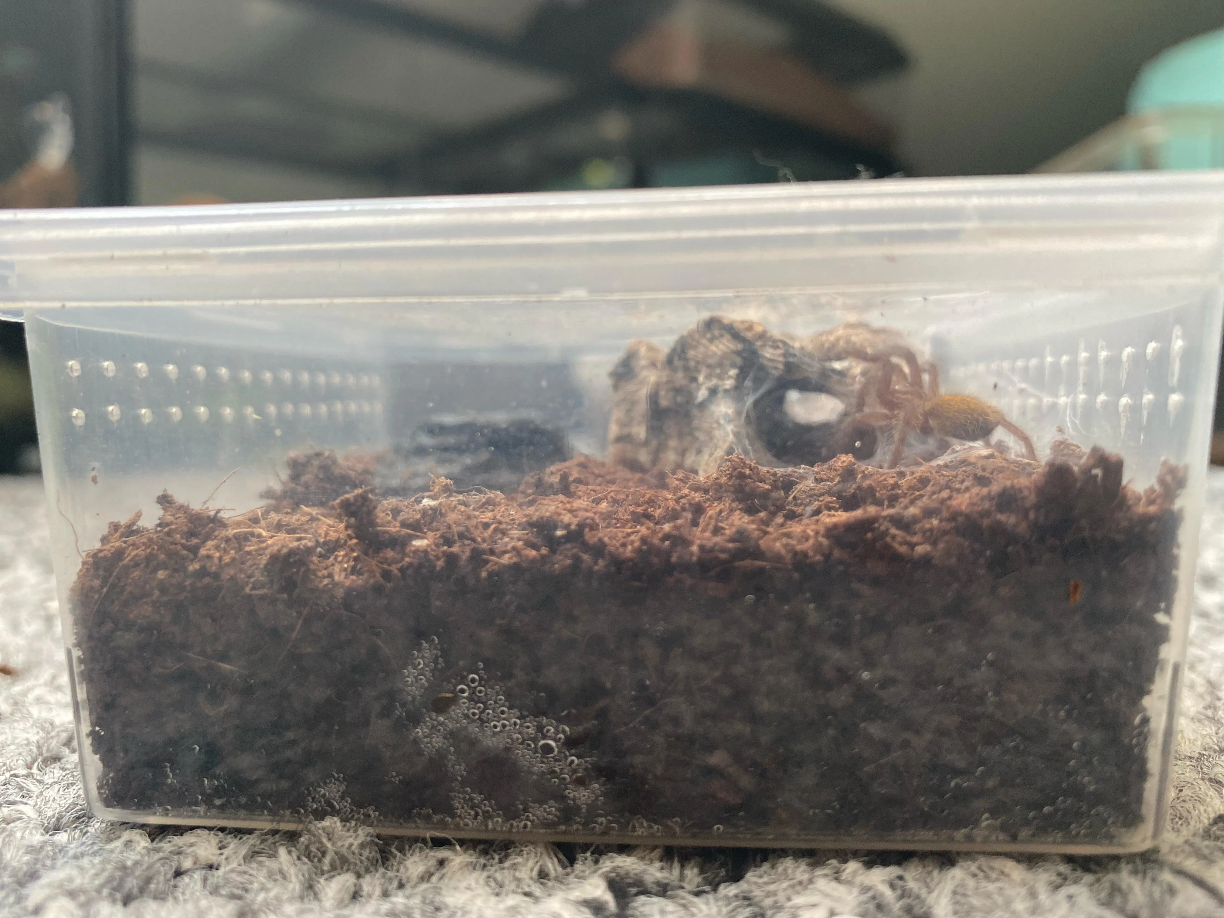 16952 tarantula ethical