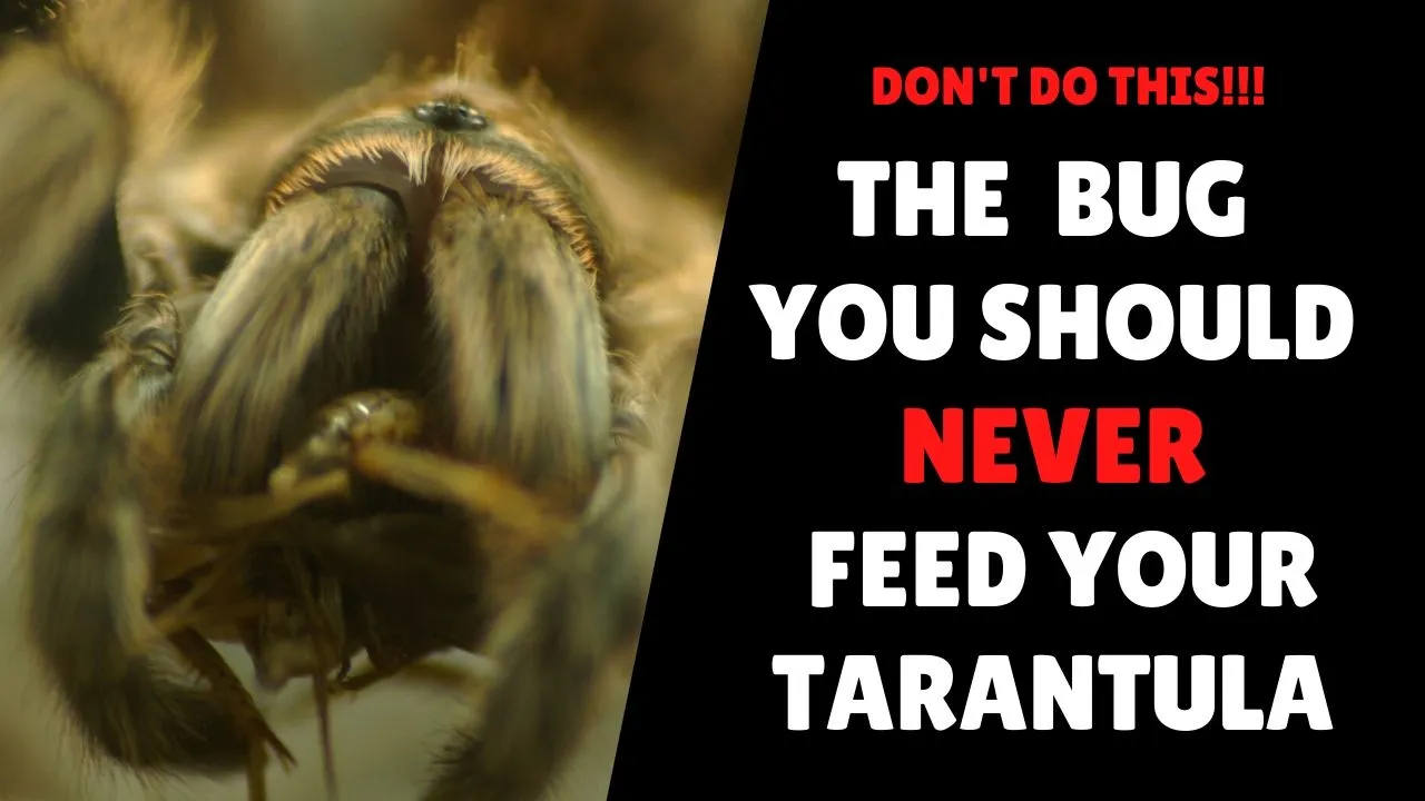 16952 tarantula genome