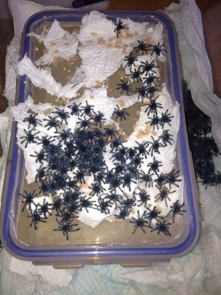 16952 tarantula habitat