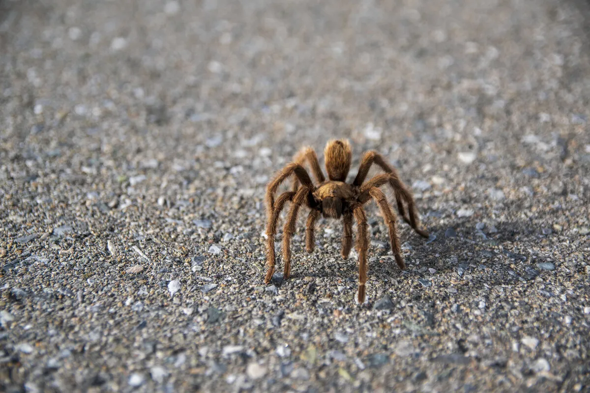 16952 tarantula mating