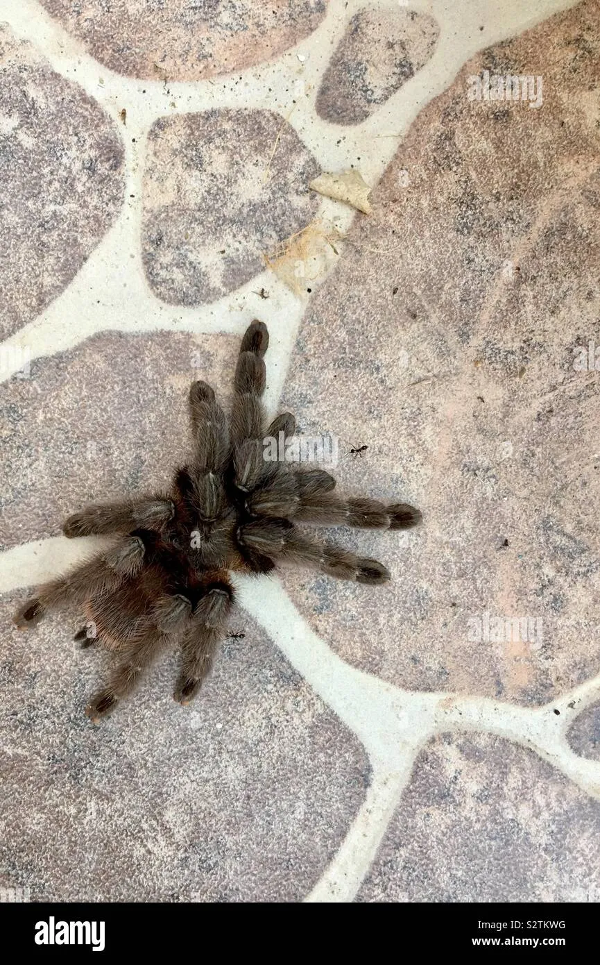 16953 baby tarantula water