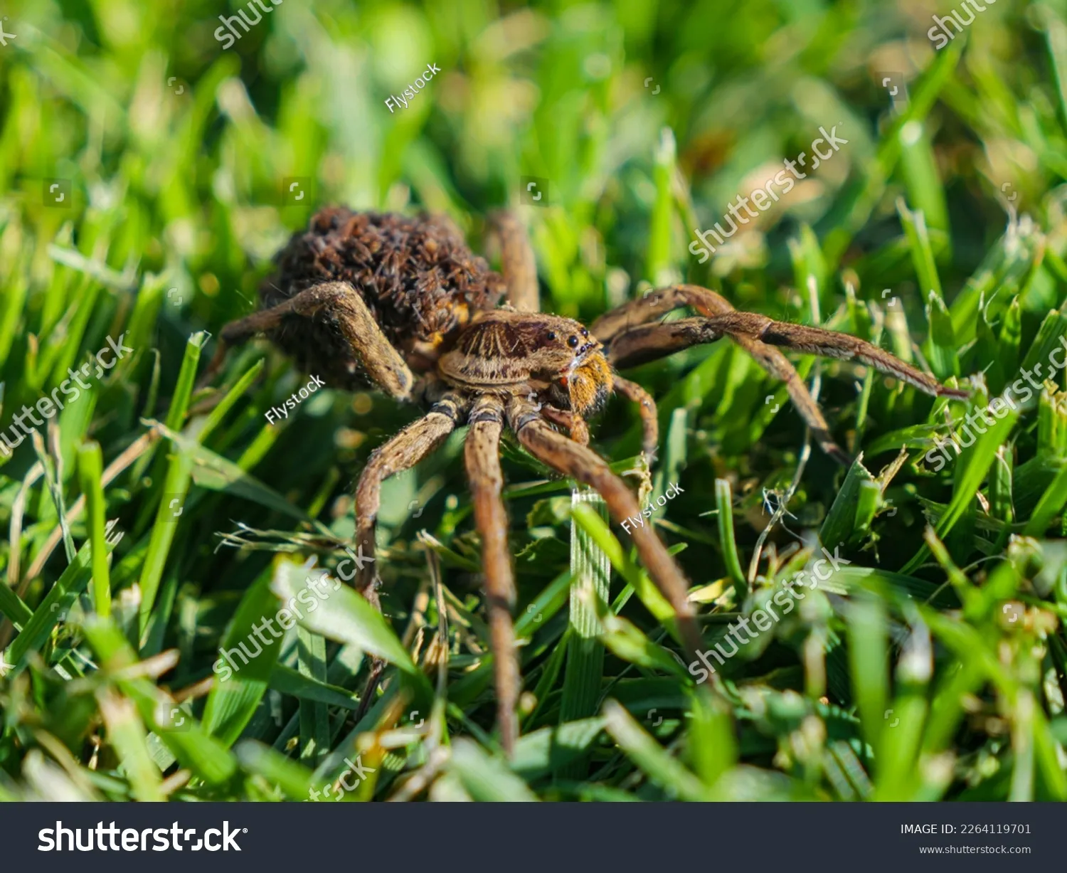16953 tarantula handling