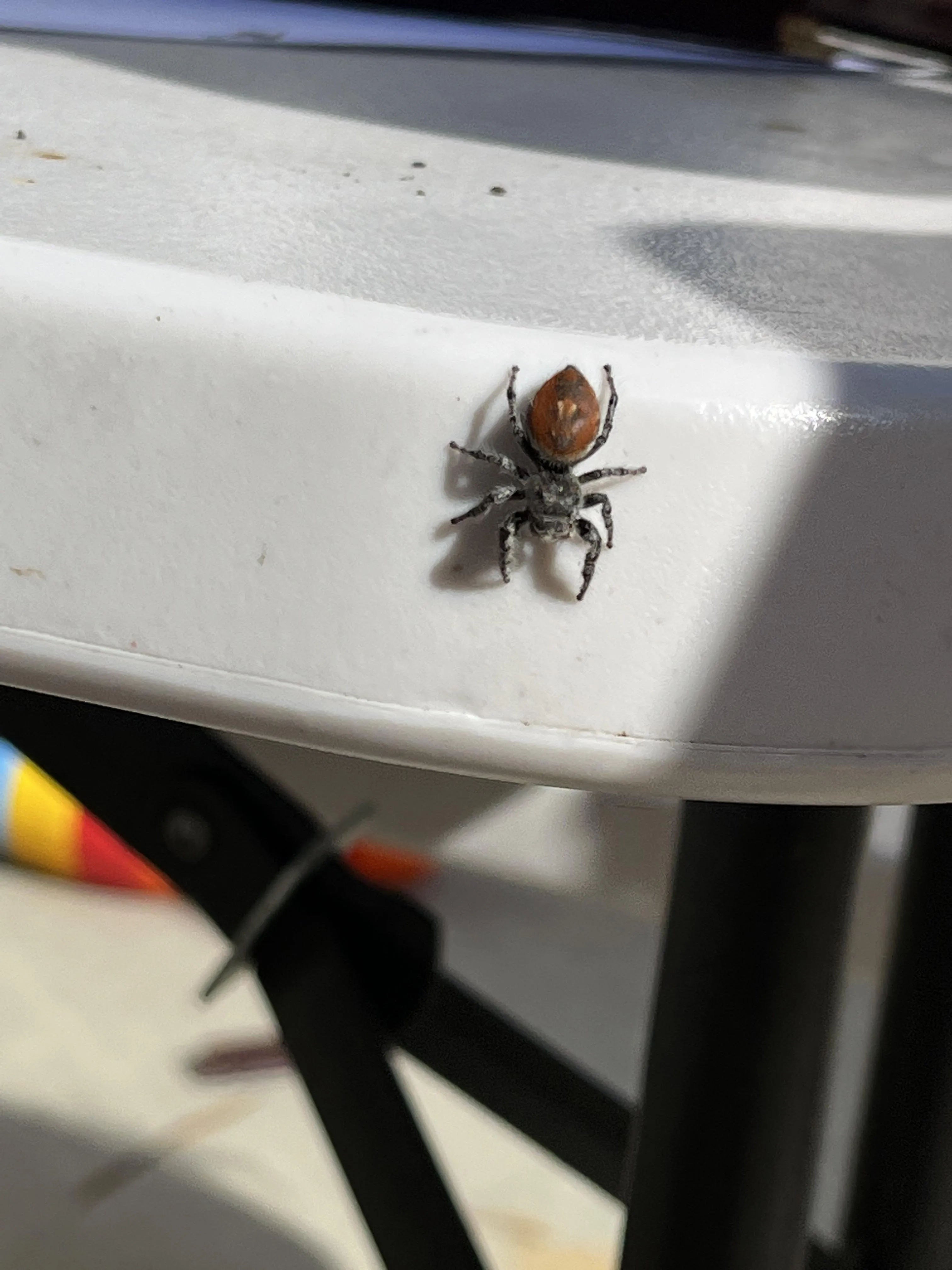 /img/16953-tarantula-molting.webp