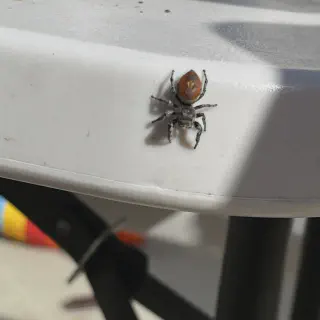 /img/16953-tarantula-molting.webp