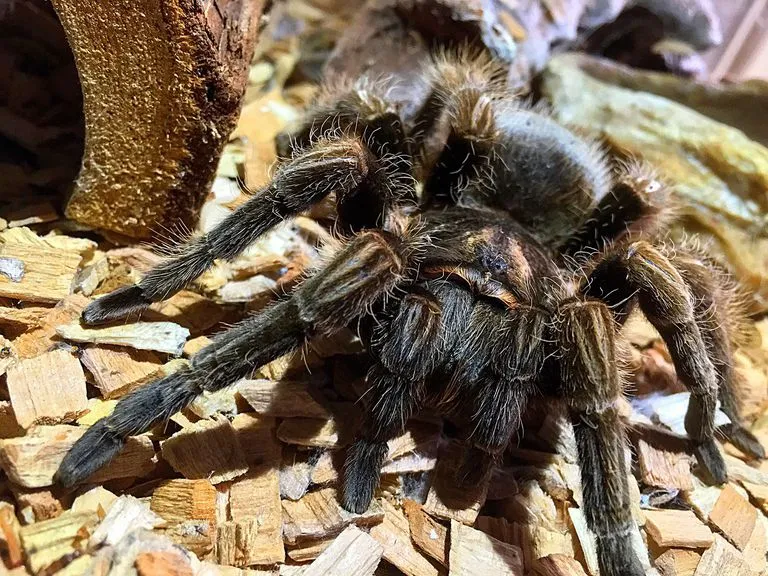 16954 tarantula breeder guide