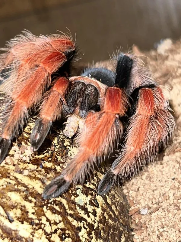 /img/16954-tarantula-care-tips.webp
